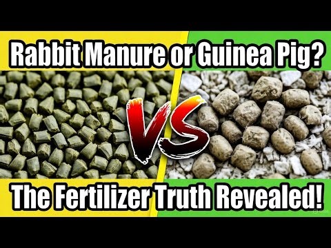 Rabbit vs Guinea Pig Manure – The Secret Fertilizer Battle Gardeners Must Know!