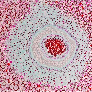 🧪We are not like other crafty kits. We are about science.👇 💡 Learn more about the science behind the experiments with VR lessons and live lessons with professional teachers. 👉 Subscribe and get 2–3 hands-on experiments every month. | MEL Science