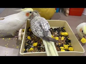 Pellet Power! The Ultimate Guide to a Healthy Parrot Diet