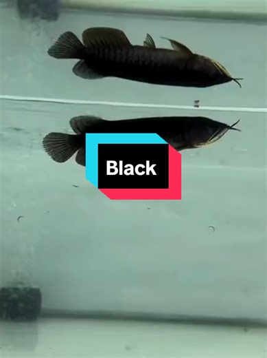 Exploring the Black Arowana: A Guide for Fish Lovers
