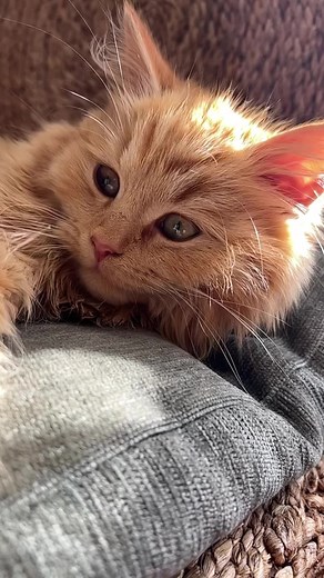 Look into my eyes!👀😸 | Happy Cat Collection