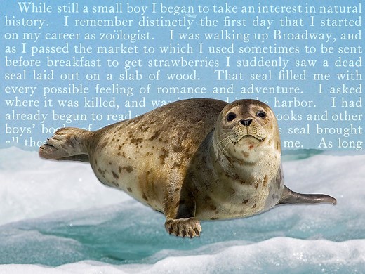 How a Dead Seal Sparked Theodore Roosevelt’s Lifelong Passion for Conservation