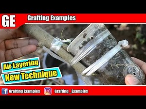 New Air Layering Fruit Tree Technique