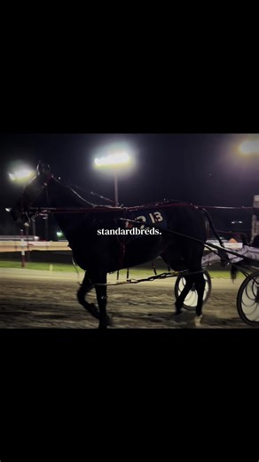 Standardbreds in Harness Racing