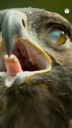 Shocking facts about eagle🦅😨/Amazing facts of eagle/Crazy facts about eagle/Eagle facts in hindi