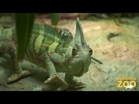 Meet our Veiled Chameleon!