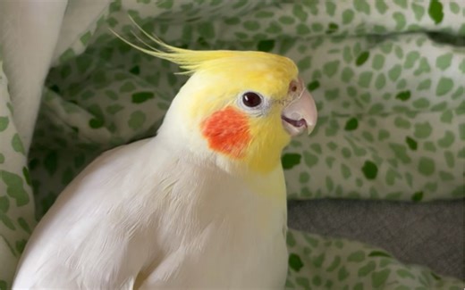 学会了拍照声的皮皮