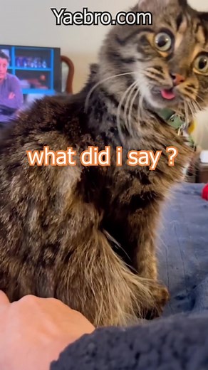 cat dubs are back baby x) #japanesedub #anime #animeedit #fyp #fypシ #viral #funny #voiceacting #voiceover #memes #comedy #cat #catsoftiktok #petsoftiktok