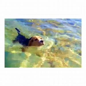 122K views · 11K reactions | Our definition of paradise: this sweet Beagle in Hawaii. via adventureswithsamson: instagram.com/adventureswithsamson/ | American Kennel Club | Facebook