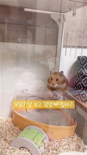 햄스터 탈출기 2탄