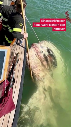 A dead sunfish is causing problems off the coast of Venice. #RedaktionAK