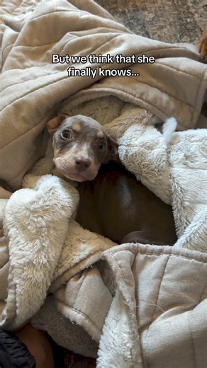 Oh my what a sweet little soul ❤️ | Puppy Rescue
