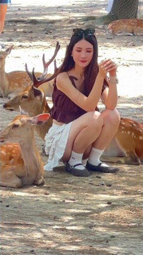 😍 こんなに人懐っこい鹿は見たことがない！
