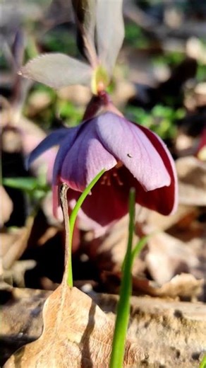 Plants & Mushrooms #27 | First Signs of Spring | Forest Flower Awakening