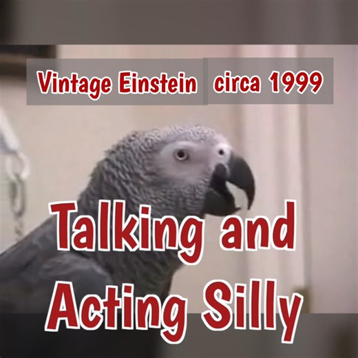 20K views · 1.4K reactions | In this throwback video, Einstein the...