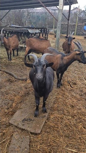 mini French alpine goat farm #romania #countrylife #goats #fyp