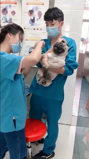 Dramatic pug screams like a human during manicure