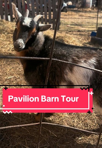 Pavilion Barn Tour: So I knew I needed a barn but the budget for a barn just isn’t here. So I worked with what we had. I love that it’s right outside the back door to check everyone, I swore it would be temporary but it’s growing on me. Maybe one day we will get our pavilion back but we plan to do our school in the forest this summer so between that and the sunroom I guess I can give up my pavilion for the animals 🤪😅 #homestead #farmlife #almostspring #realistic #pigfarm