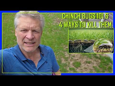 EASY FAST - How To Spot & Kill Chinch Bugs In Your Yard!