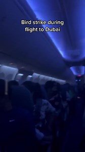 "I believe I can fly..." 🎶 What? 🦅 #fly #travel #birds #comedy | jeenie.weenie