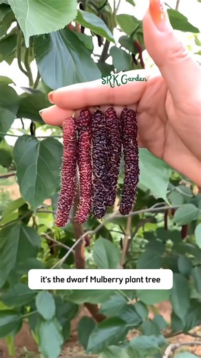 Dwarf Mulberry Plant Tree | SRK