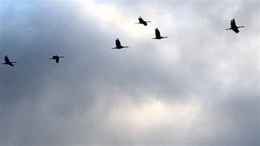Bird migration tracked through weather radar technology at Green Bay NWS office