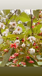 Blooming now are two trees that are hard to find in public gardens. Styrax and Illicium henryi are exquisite botanical collections we have at Historic a London Town and Gardens. See these trees for yourself, Wednesdays through Sundays, 10:00am to 4:00pm, www.historiclondontown.org! #historiclondontown #gopublicgardens #publicgarden #botanical | Historic London Town and Gardens