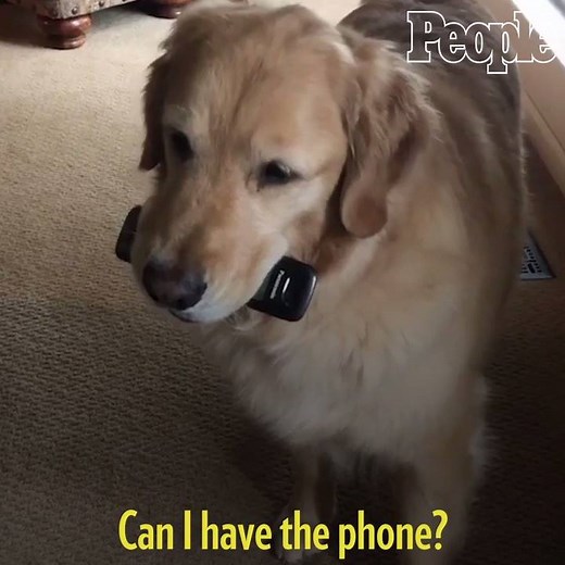 Archie is an adorable thieving dog that is sure to steal your heart! | People