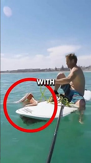 Giant Squid Attacks Surfboard