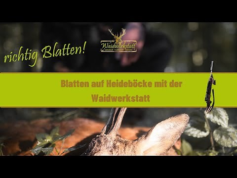 Richtig Blatten auf Rehböcke - Blattjagd auf Heideböcke mit der Waidwerkstatt