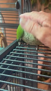 128K views · 10K reactions |  "Tiyo" - sweetest little cuddly Quaker  Ready for his new family to love  | Palm Beach Parrot & Bird Rescue/Sanctuary Of South Florida | Facebook