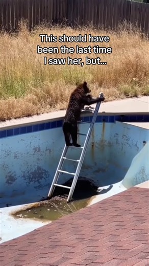 Urban explorer saves bear and gets a surprise #wholesome #animals ￼