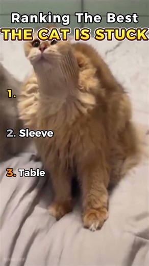Ranking the best THE CAT IS STUCK!
