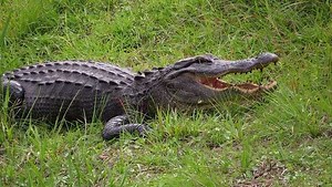Manager: Alligator shot to death, carcass dumped inside Hilton Head Island gated community