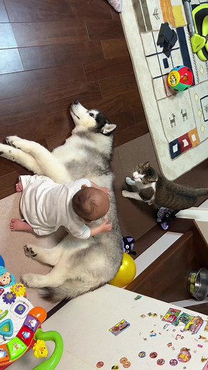 可愛い我が子達 - シベリアンハスキーと赤ちゃんのかわいい日常動画