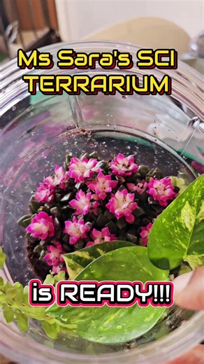 #bonding #learningisfun #viralvideo #science #p5 #p6 #moreyouknow #teachersoftiktok #teacherlife #DoMoreInAYear #wow #terrarium #facts #sonice #facts #high #plants