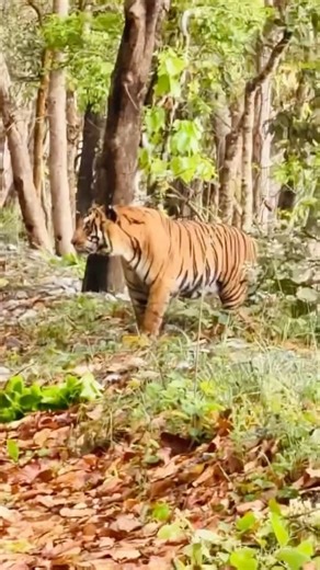 “Real Tiger Sighting in Pilibhit Tiger Reserve 🐅 | Rare Jungle Safari Moment!” #TigerSighting #wild