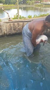 Natural Pangasius fish catching in village #viral | FishingHero