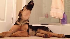 158K views · 3K reactions | Maximus is so incredibly talented! He is a singing German Shepherd and likes to jump into a song whenever he hears a good tune! | Rumble | Facebook