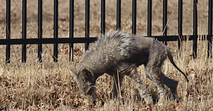 5 mythical beasts that call Arizona home