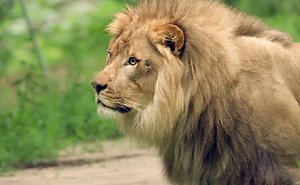 576K views · 3K reactions | To celebrate #WorldLionDay, we went to the Bronx Zoo with the Wildlife Conservation Society to learn about lions and how we can protect the circle of life. | The Lion King - Musical | Facebook