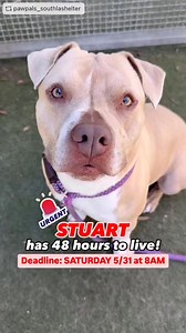 11K views · 1K reactions | ADOPTED! Update… Extended until June 1 @...