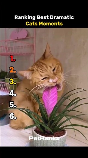 Ranking Best Dramatic Cats Moments 😭😂 Part 2