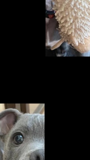 #horadearrasar #foryoupage #fyp #pitbull #fy