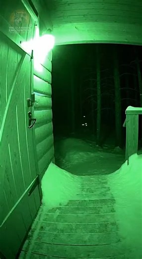 Wild Animal Encounters on Instagram: "POV: You're alone in a remote cabin and hear scratching at the door... Then you check the security cam. They're trying to get in. Would you turn on the lights or stay quiet? #wildlife #WildAnimalEncounters #WolfPack #Taiga #CabinLife #NightVision #HOME_VISIT"