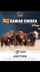 CENTRAL SELECT AUCTION 22 Simbra Bulls 7 Simbra Heifers In Calf 🗓️ 2nd Sept 2025 ⏰ 18H01 📍AGRA / Bank WhK Ring, Windhoek Namibia | Kamab Simbra