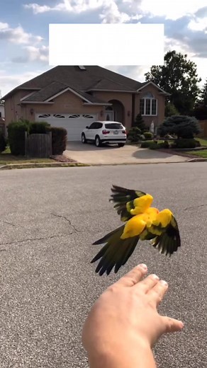 Tango and I have our own language that consists of whistles! #bird #freeflight #foryou