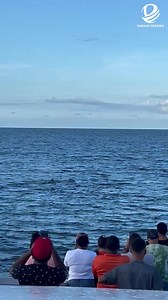 74K views · 1.4K reactions | Pasajeros a bordo del Roatan Dream tuvieron una hermosa sorpresa esta mañana al encontrarse una amistosa ballena quien dió un saludo a todos los que la grababan y fotografiaban!! Viajar en Dream Ferries es una experiencia que no podés perderte!!  #diarionoticiasroatan #Dreamerries | Diario Noticias Roatan | Facebook