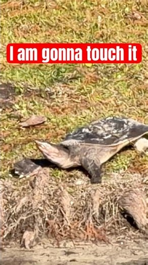 Don’t touch softshell turtles