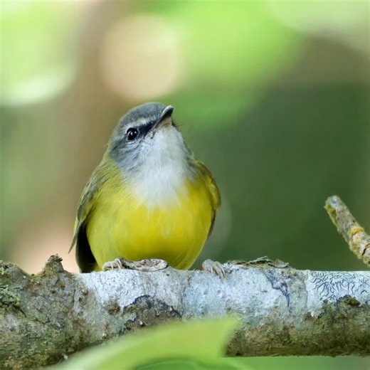 Discover the Yellow-Bellied Warbler! | Yellow Bellied Slider Turtle